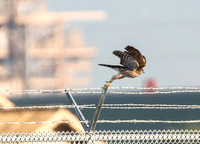 Sharp-shinned Hawk - Accipiter striatus