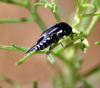 Tumbling flower beetle - Unidentified sp.