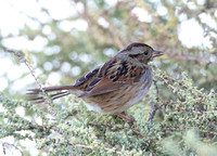 Swamp Sparrow - Melospiza georgiana