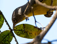 Nashville Warbler - Oreothlypis ruficapilla, Tipu psyllid - Platycorypha nigrivirga