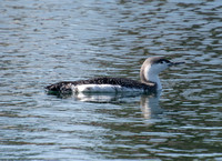 Red-throated Loon - Gavia stellata