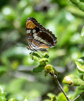 California sister - Adelpha californica