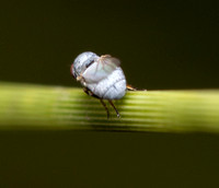 Aphid fly - Leucopis sp.