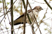 Broad-winged Hawk - Buteo platypterus