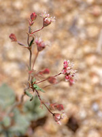 Buckwheat