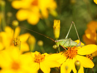 Fork-tailed bush katydid - Scudderia furcata