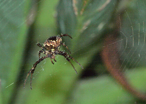 Orb weaver - Gea heptagon