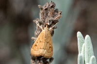 Garden webworm moth - Achyra rantalis (possibly occidentalis)