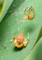 Spotted orbweaver - Neoscona sp.
