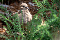 Mourning Dove - Zenaida macroura