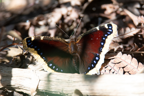 Mourning cloak - Nymphalis antiopa