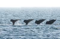 Gray whale - Eschrichtius robustus (composite)