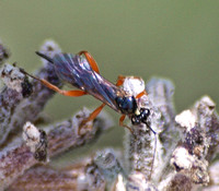 Ichneumon wasp 6 - Pimpla sp.