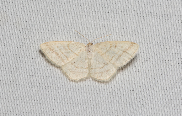 Geometer moth - Protitame subalbaria