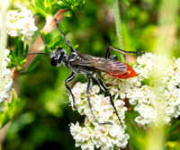 Sphecid wasp - Prionyx sp.