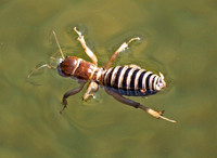 Jerusalem cricket - Ammopelmatus sp.