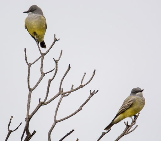 Cassin's Kingbird - Tyrannus vociferans