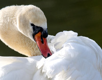 Mute Swan - Cygnus olor