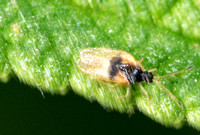 Avocado lace bug - Pseudacysta perseae