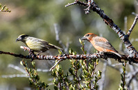 Red Crossbill - Loxia curvirostra