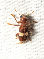Checkered beetle - Enoclerus quadrisignatus
