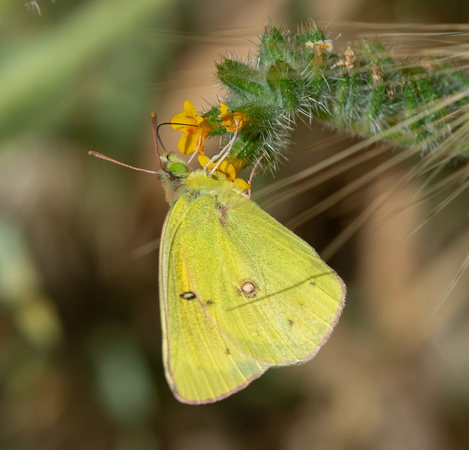 Orange sulphur - Colias eurytheme