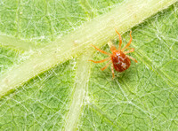 Whirligig mite - Family Anystidae (Whirligig Mites)