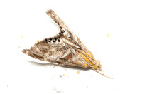 Crambid moth - Dicymolomia metalliferalis