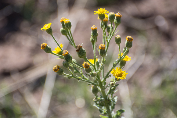 Telegraph-weed - Heterotheca grandiflora