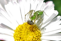 Carpet beetle - Anthrenus verbasci