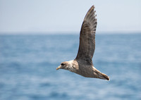 Northern Fulmar - Fulmarus glacialis