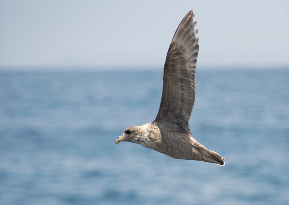 Northern Fulmar - Fulmarus glacialis