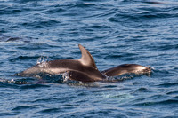 Pacific white-sided dolphin- Lagenorhynchus obliquidens