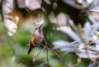 Allen's Hummingbird - Selasphorus sasin