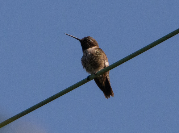 Black-chinned Hummingbird- Archilochus alexandri