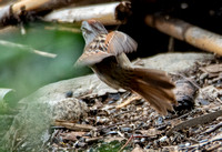 Swamp Sparrow - Melospiza georgiana