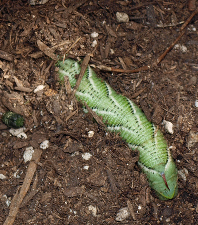 Tobacco hornworm - Manduca sexta