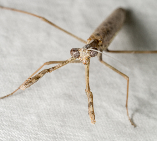 California Mantis - Stagmomantis californica