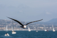 Heerman's Gull - Larus heermanni