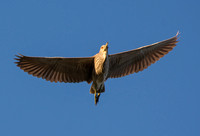 Black-crowned Night Heron - Nycricorax nycticorax