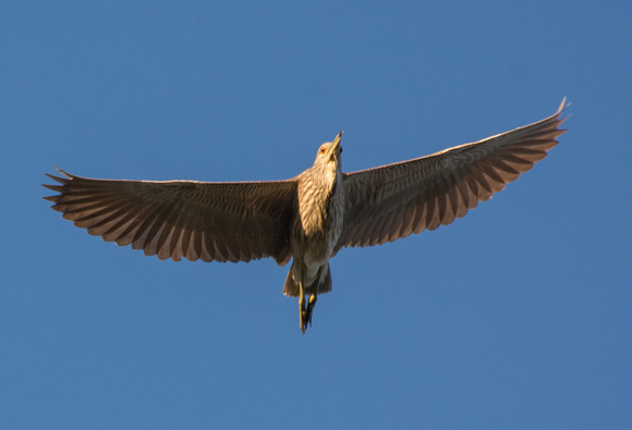 Black-crowned Night Heron - Nycricorax nycticorax