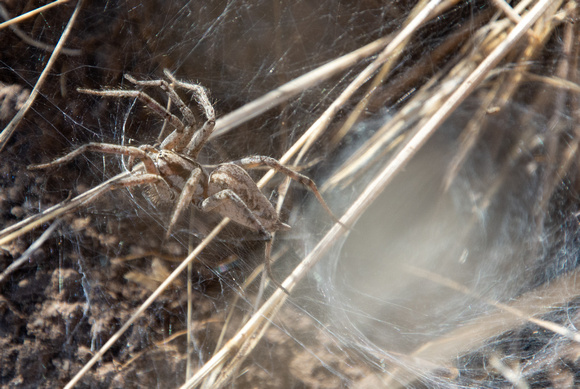 Grass spider - Agelenopsis aperta