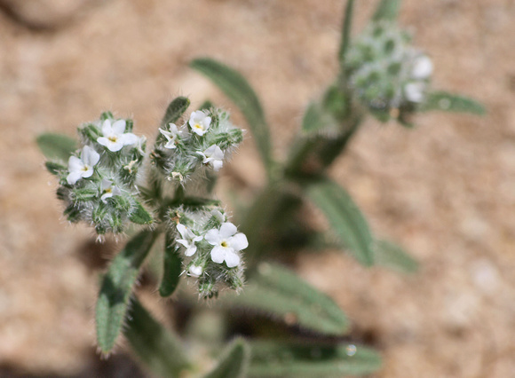 Popcorn flower - Cryptantha sp.