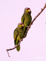 Lilac-crowned Parrot - Amazona finschi