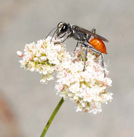 Sphecid wasp - Prionyx sp.