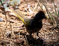 Green-tailed Towhee - Pipilo chlorurus