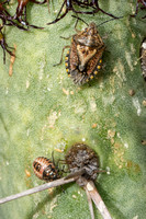 African cluster bug - Agonoscelis puberula