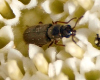 Family Melyridae - Soft-winged Flower Beetles