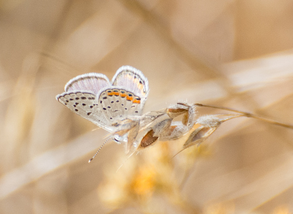Acmon blue - Icaricia acmon
