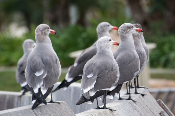 Heerman's Gull - Larus heermanni